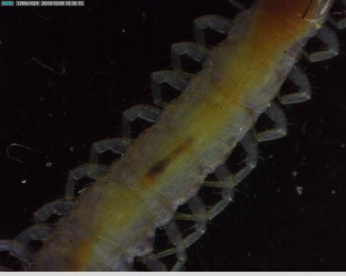 Lithobius forficatus