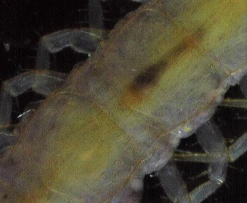 Lithobius forficatus