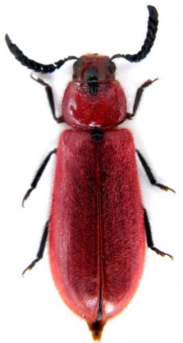 Tenerus clermonti