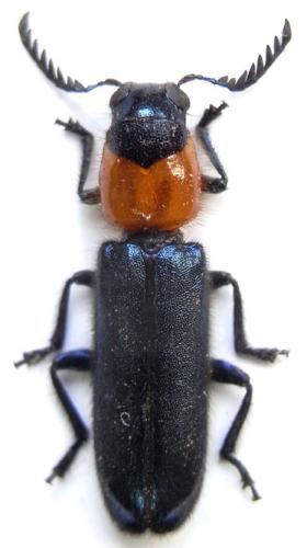 Tenerus flavicollis