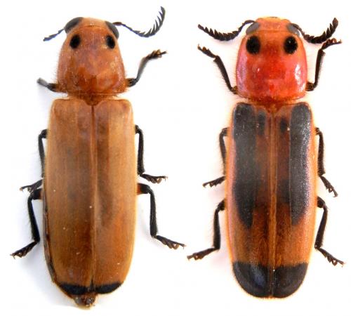 Réf. 241 432 : Tenerus robustus