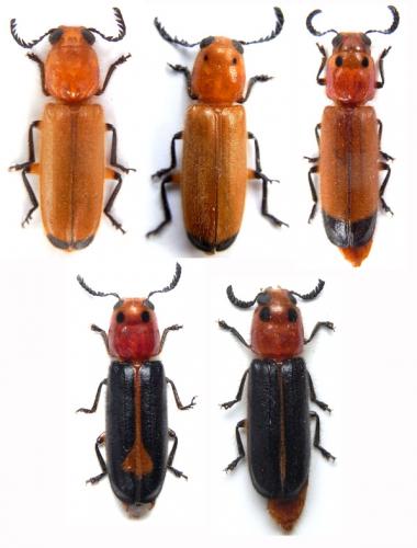 Tenerus signaticollis