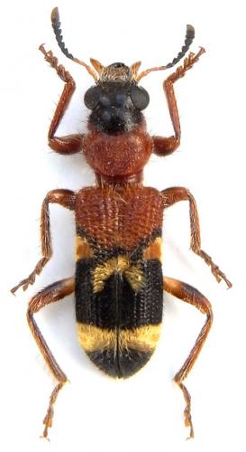 Réf. 241 395 : Tillicera auratofasciata