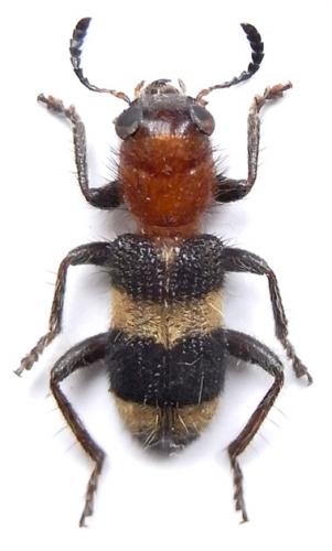 Réf. 241 396 : Tillicera bibalteata