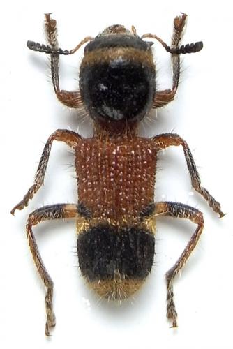 Tillicera cleroides