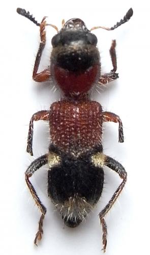 Tillicera cleroides