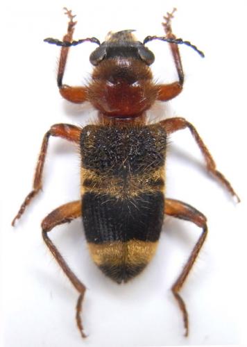 Réf. 241 397 : Tillicera michaeli