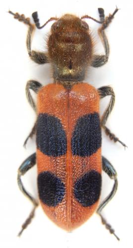 Trichodes davidis