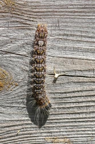 Réf. 241 345 : Subacronicta megacephala