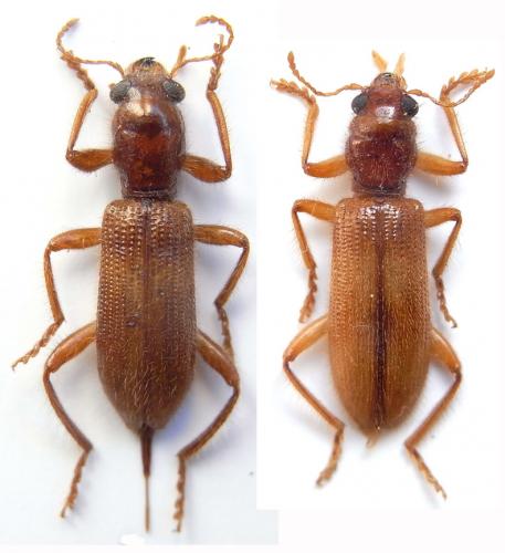 Xenorthrius abruptepunctatus