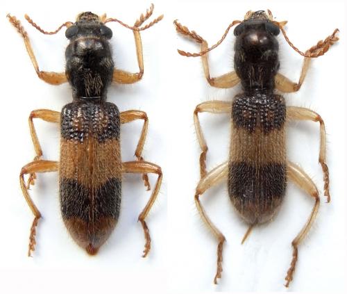 Xenorthrius mouhoti