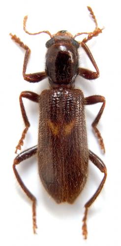 Xenorthrius prolongatus
