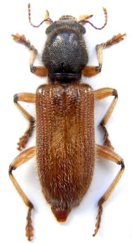 Réf. 241 479 : Xenorthrius scordalus