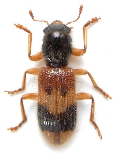 Réf. 241 507 : Xenorthrius versicolor
