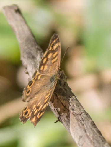 Pararge aegeria