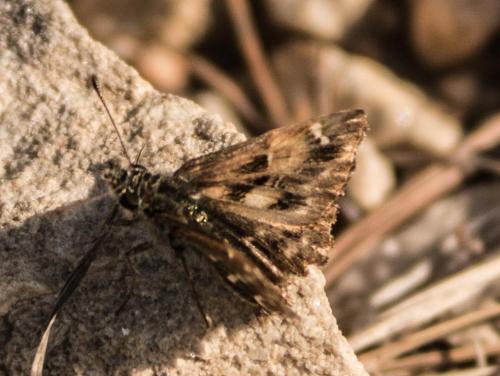 Réf. 241 926 : Carcharodus alceae