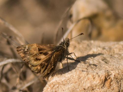 Réf. 241 927 : Carcharodus alceae