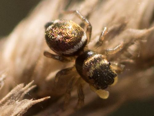 Heliophanus tribulosus