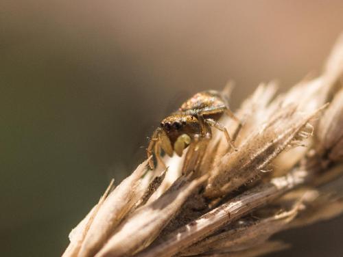 Heliophanus tribulosus