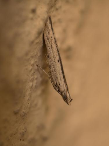 Batrachedra enormis
