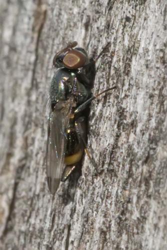 Euxesta notata