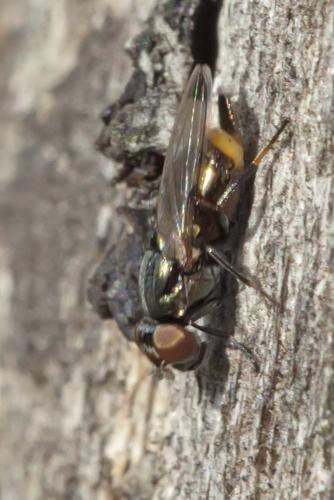 Euxesta notata