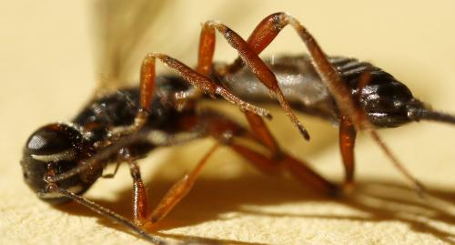 Réf. 241 098 : Xorides praecatorius