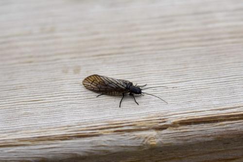 Sialis sp.