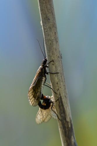 Sialis sp.