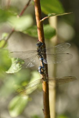 Réf. 241 911 : Aeshna mixta