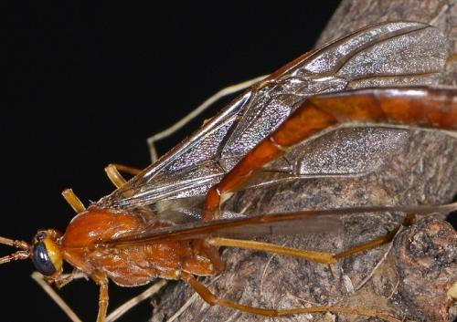 Réf. 241 481 : Enicospilus sp.
