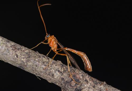Réf. 241 476 : Enicospilus sp.