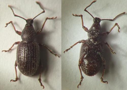 Otiorhynchus cribricollis