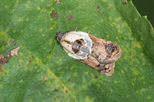 Réf. 241 907 : Acleris variegana