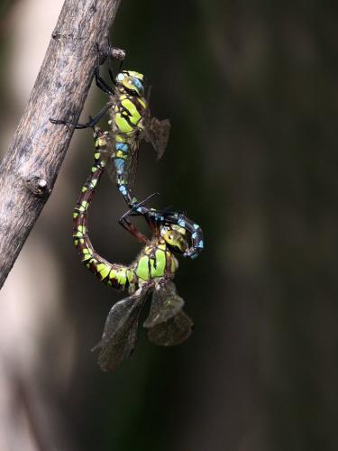 Réf. 241 787 : Aeshna cyanea