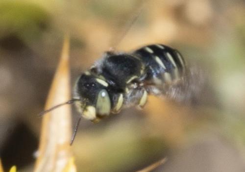Anthidium taeniatum