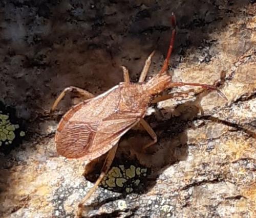 Ceraleptus lividus