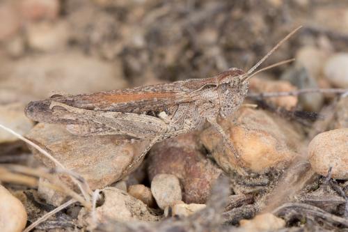 Réf. 241 710 : Chorthippus sp.