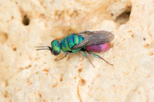 Hedychrum sp.