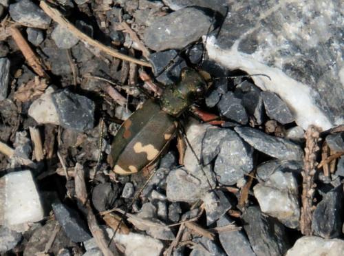 Réf. 241 047 : Cicindela sp.