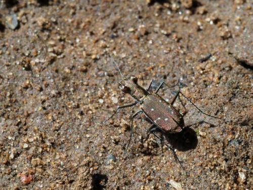 Réf. 241 309 : Cylindera octoguttata