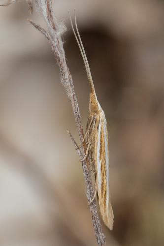 Coleophora helianthemella