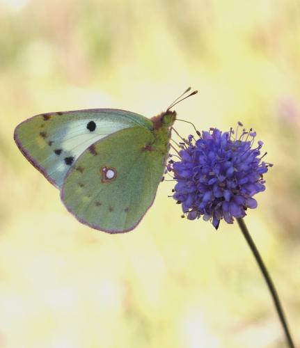 Colias croceus