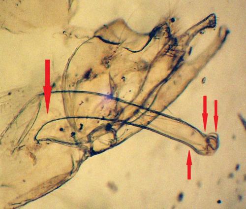 Réf. 241 260 : Hydropsyche modesta