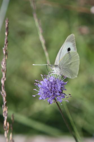 Pieris brassicae