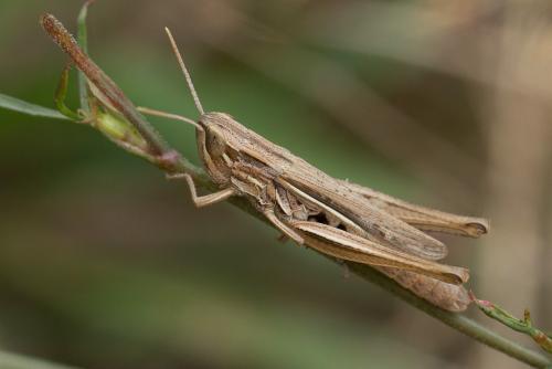 Réf. 241 708 : Euchorthippus elegantulus
