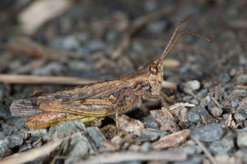 Réf. 241 998 : Chorthippus sp.