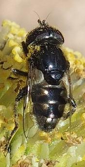 Réf. 241 826 : Eristalinus sepulchralis