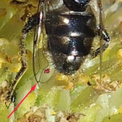 Eristalinus sepulchralis