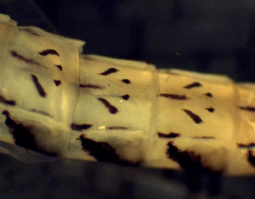 Ecdyonurus insignis